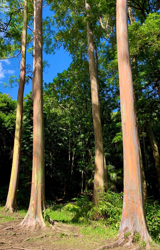 Rainbow Eucalyptus at Ke'anae Arboretum