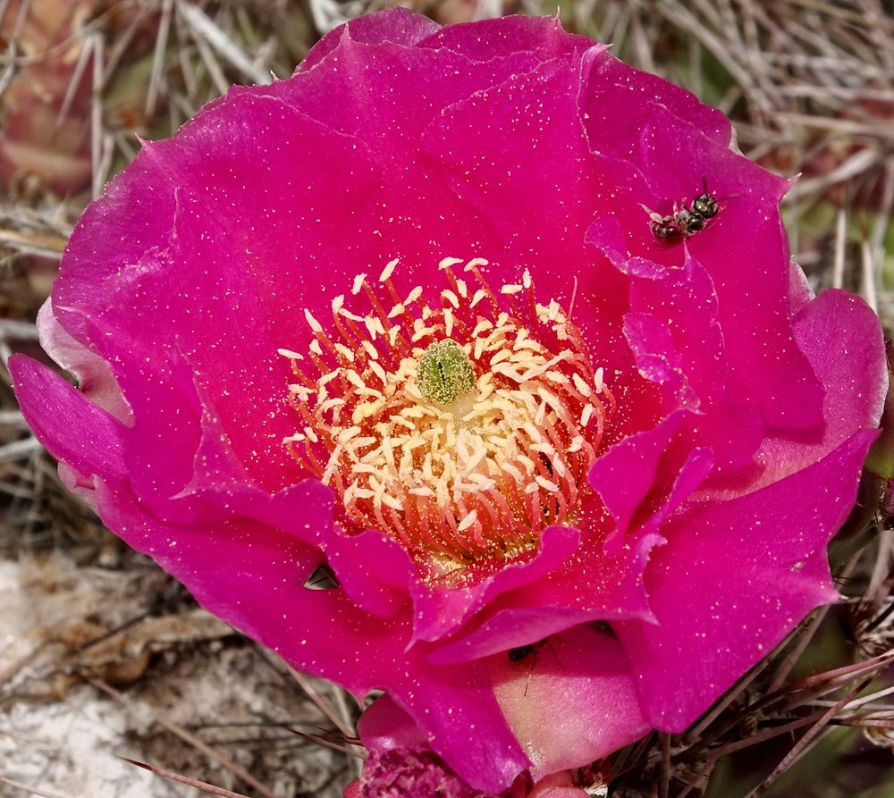 Intensely pink cactus flower with numerous creamy anthers 