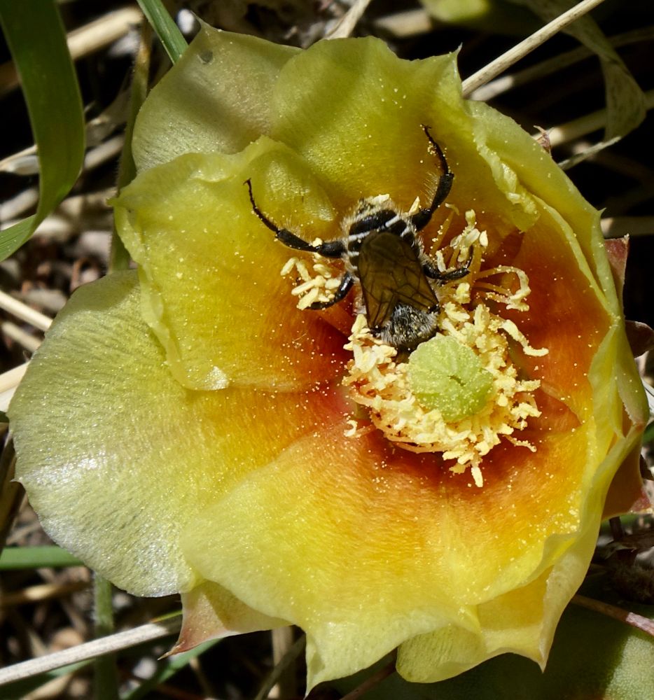 Bee digging into anthers of yellow cactus flower with orange-tinged center 