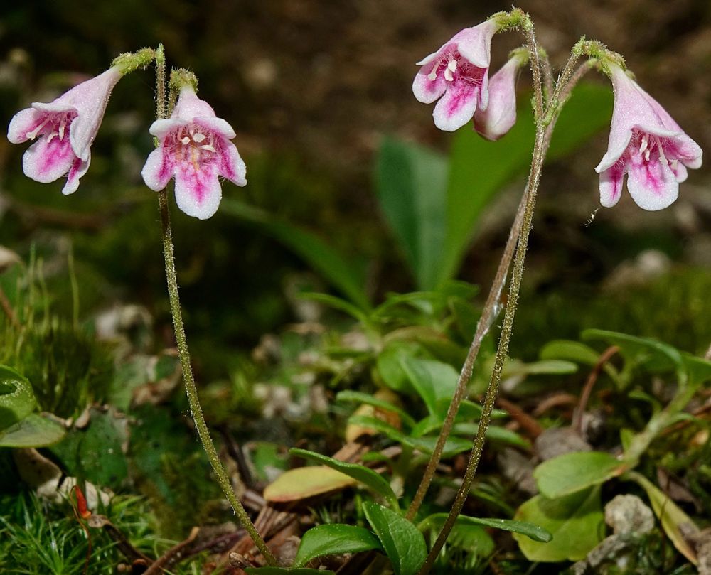 Four pink-throated white flowers on two stalks