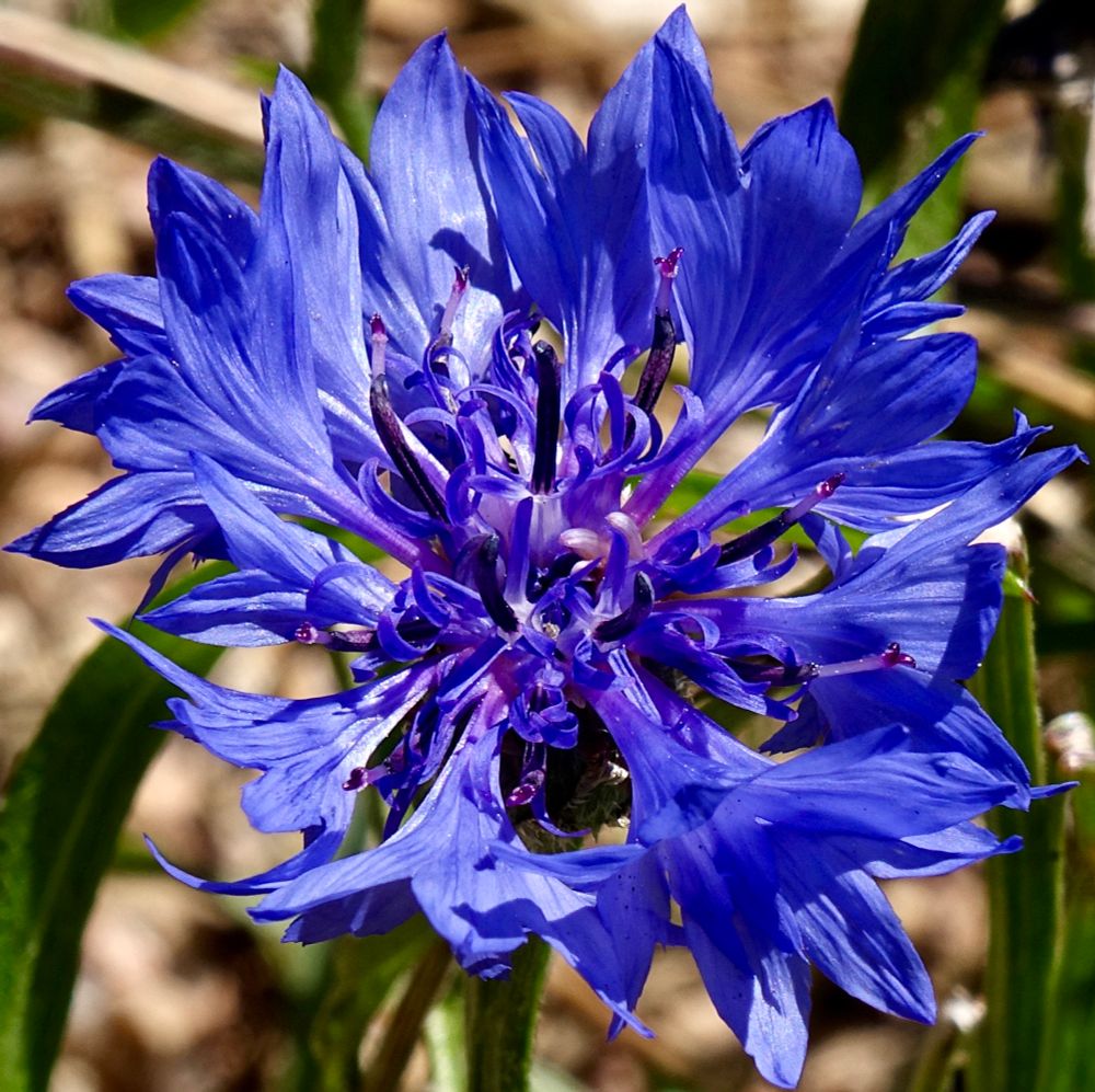 Bunches of blue florets