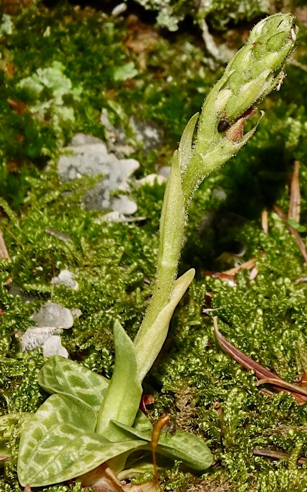 Tiny orchid with reticulated leaves 