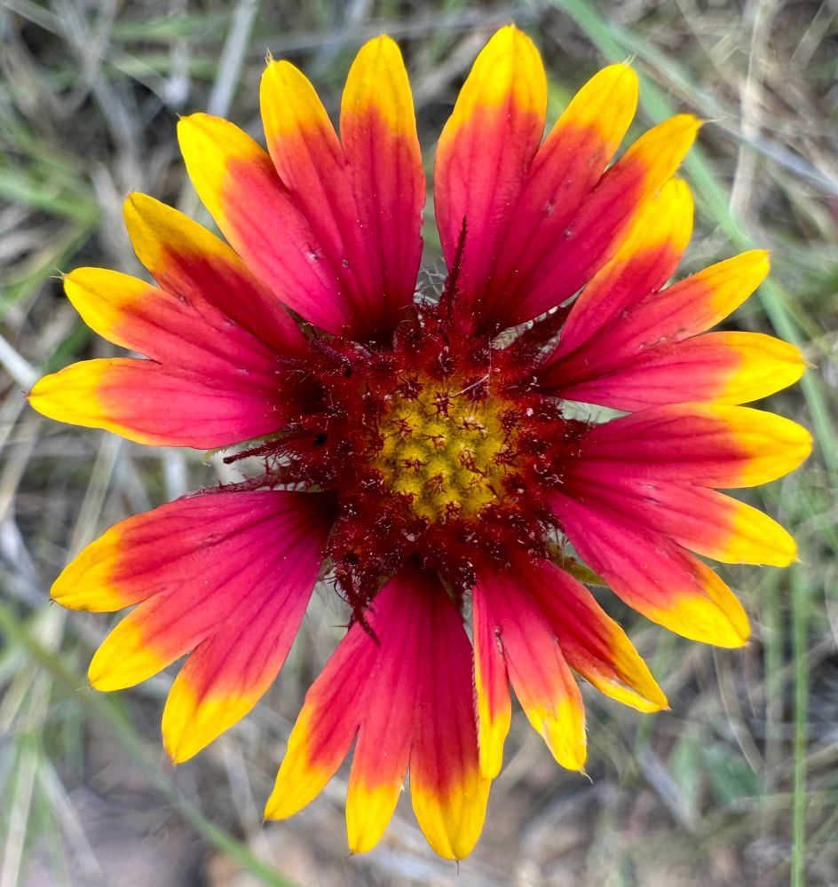 Red-centered sunflower 