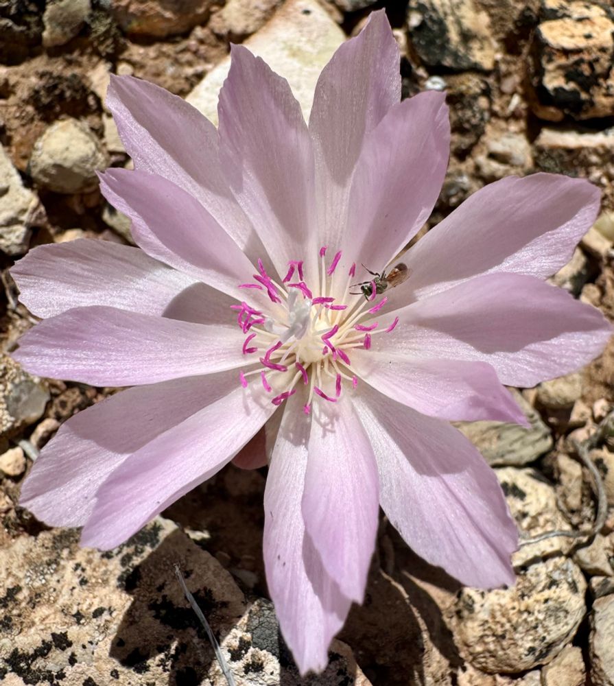 Pale lavender petals and bright magenta anthers on a flower with a native bee