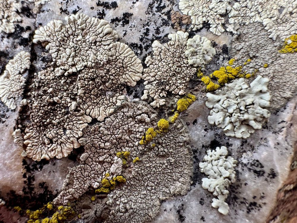 Yellow and grey lichen splashed across quartz outcrop