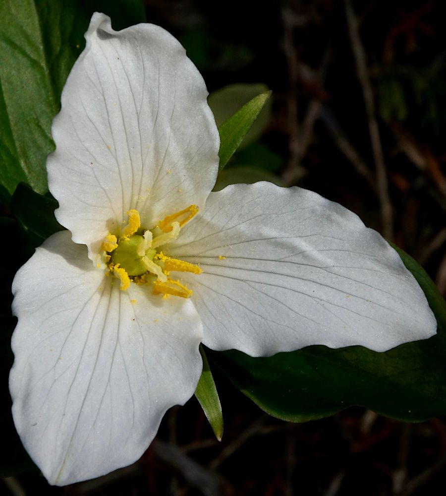Large white flower with three petaloid parts