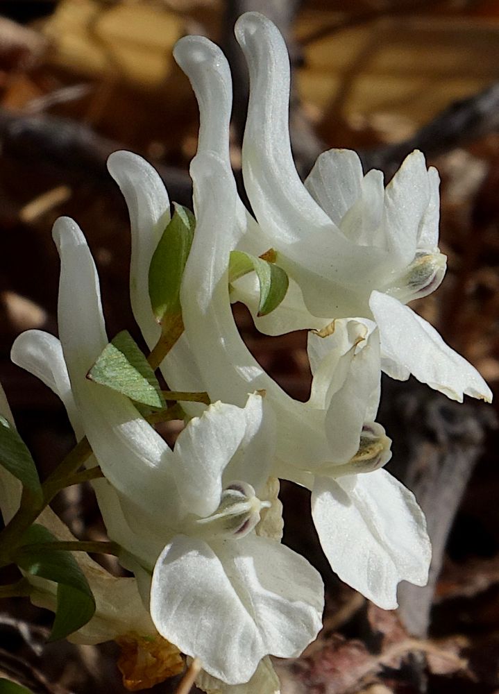 White flowers with long spurs rising behind them 
