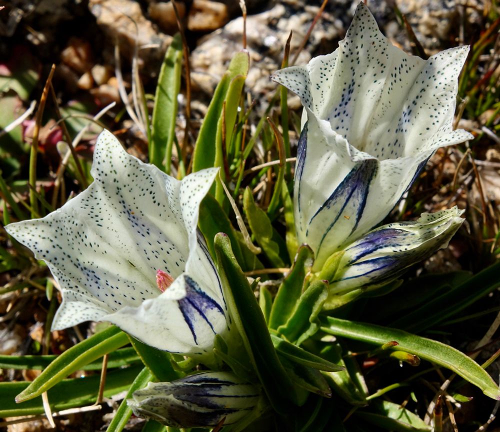 Low white flowers with deep blue speckles 