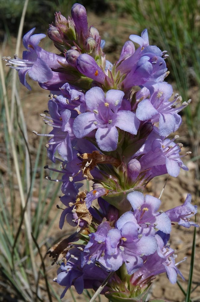 Lavender penstemon flowers with exserted stamens 