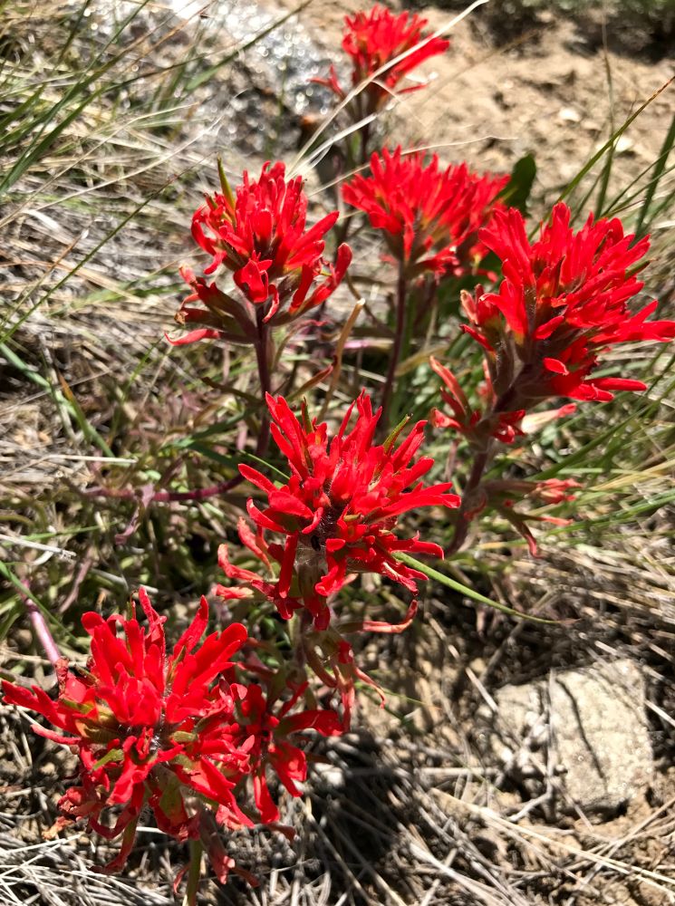 Bright red flower bracts are not the actual flowers here!