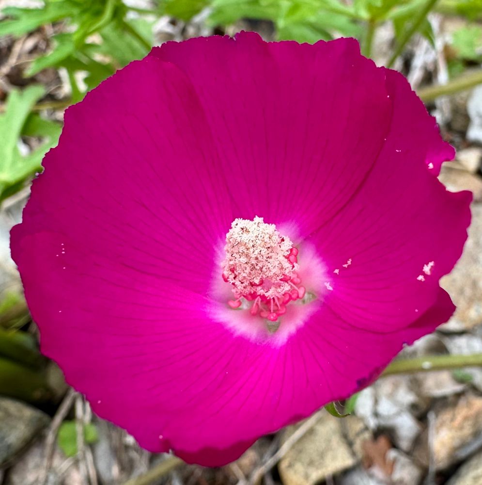Magenta five-petal flower with monadelphous stamens 