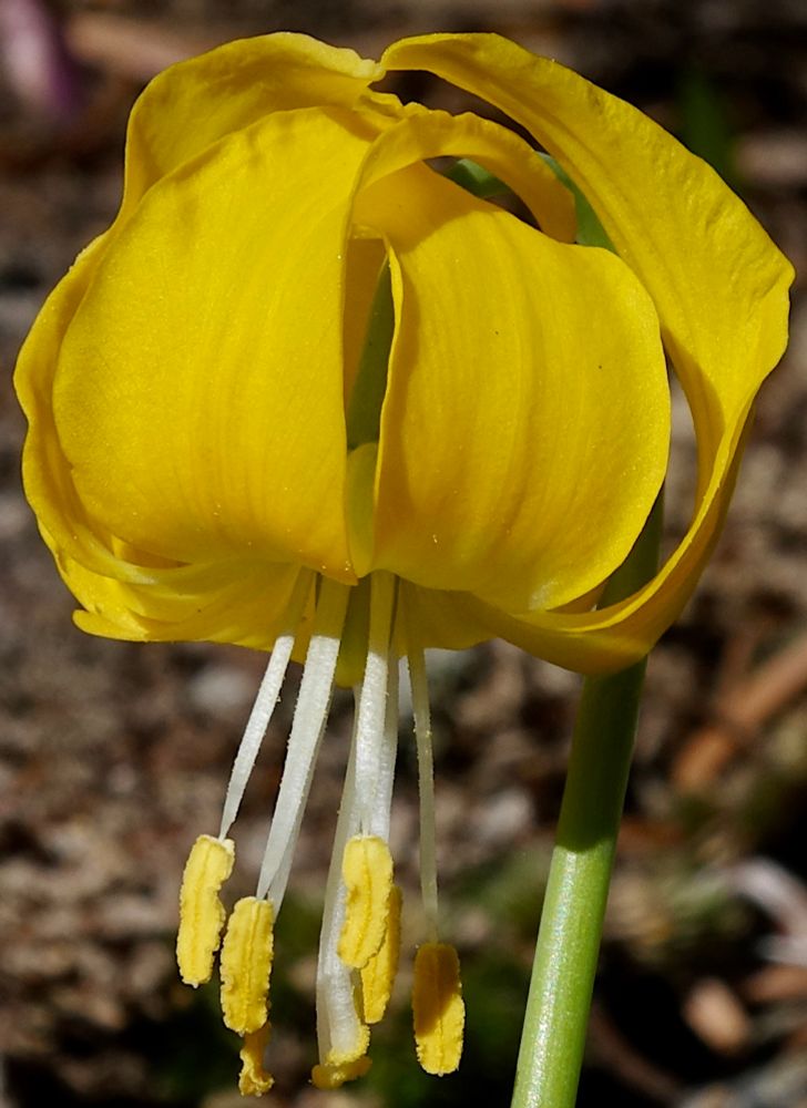 Nodding bright yellow flower with exserted anthers 