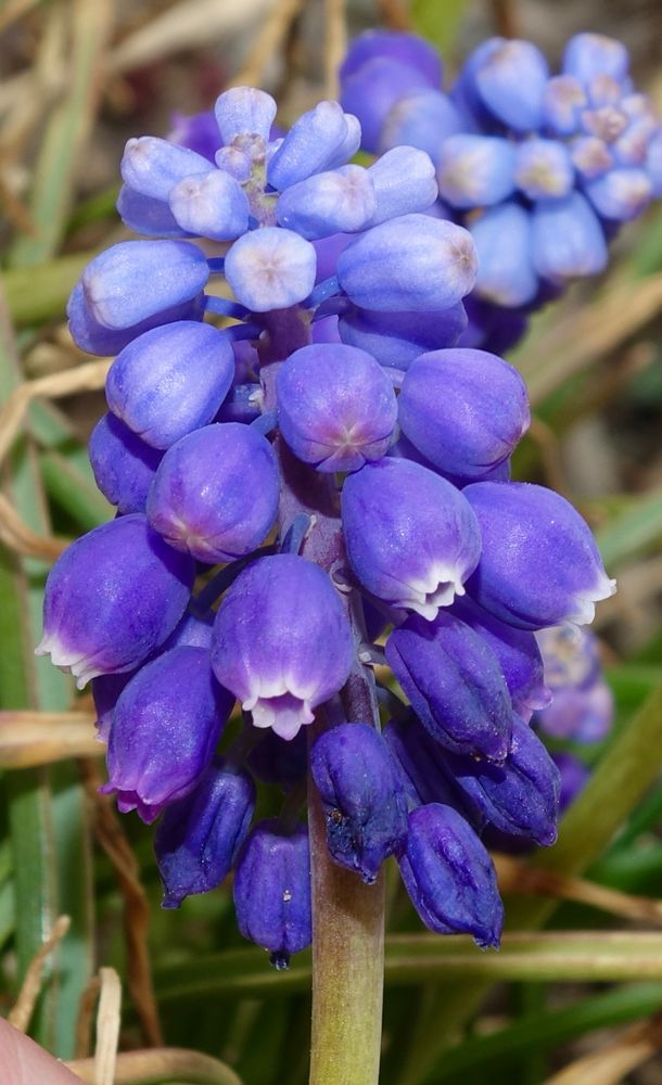 A cluster of blue urn-shaped flowers with white mouths