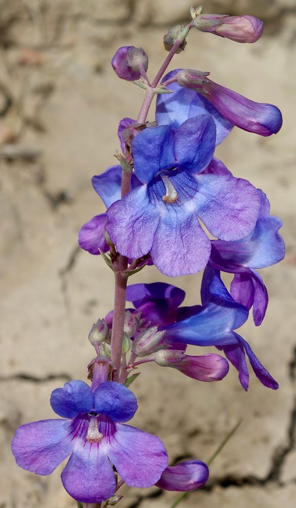 Purple-blue penstemon flowers 
