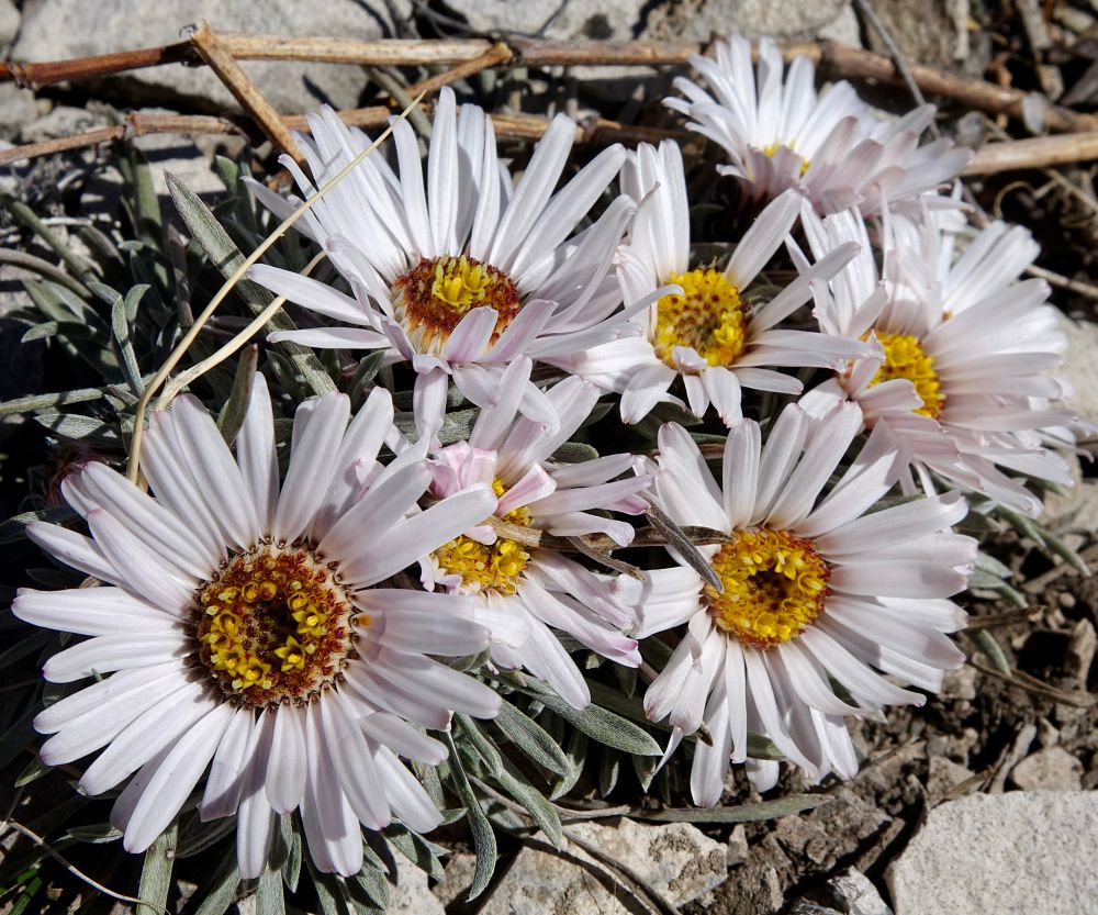 A cluster of white daisies with yellow-orange disk florets blooming close to the shale its growing on. 