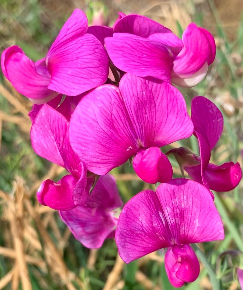 Bright pink pea flowers 