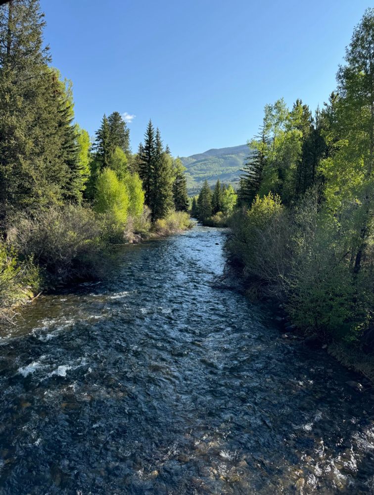 River flowing through forest of conifers, cottonwood and willows 
