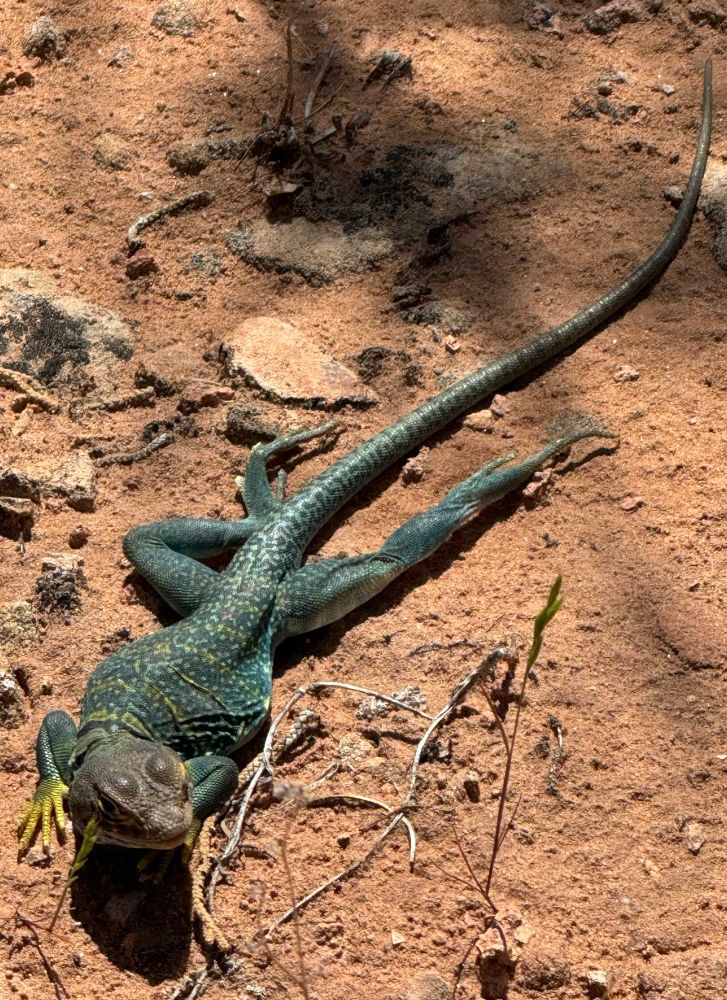 Big blue lizard sunning itself 