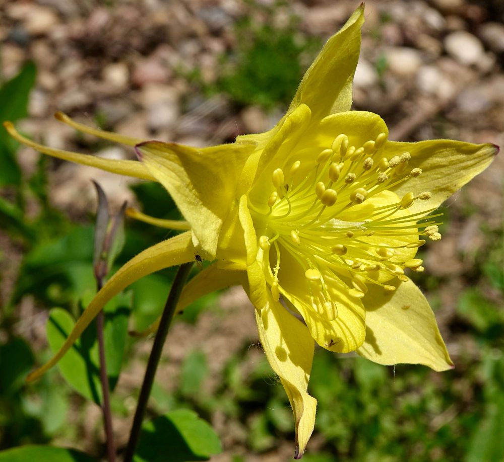 Pure yellow columbine flower with numerous exserted stamens 