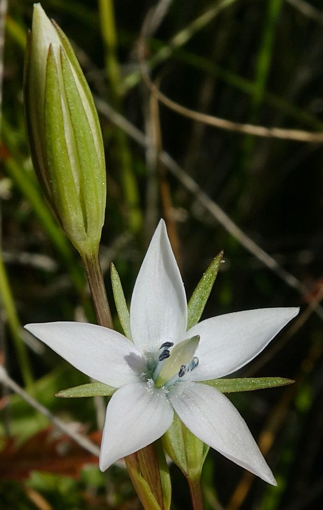 White star-shaped flower with five lobes, an unopened bud rises beside it