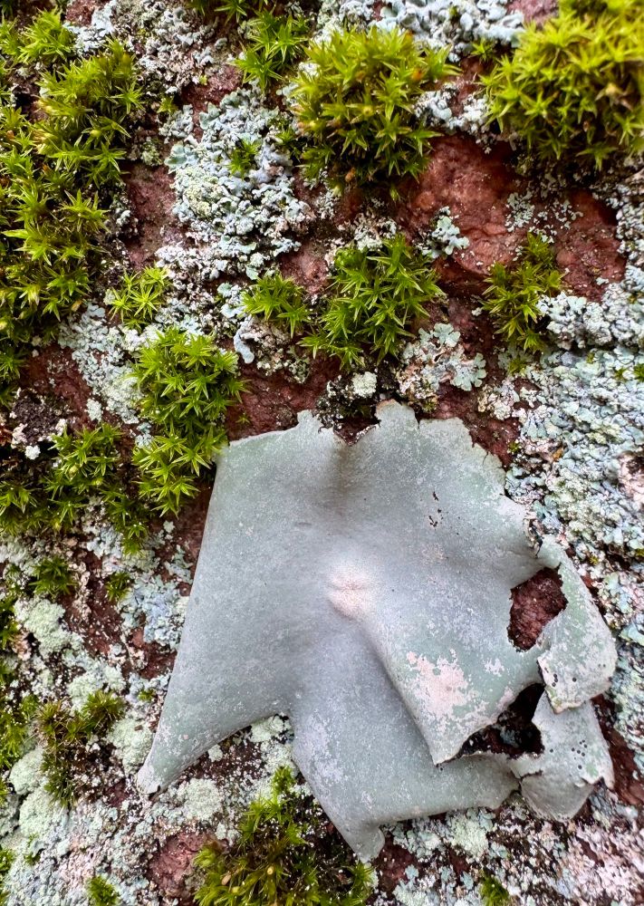 Green moss, blue like and red rock 