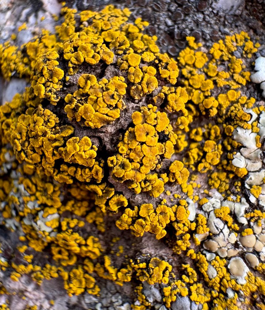 Golden yellow lichen growth exploding across a rock face