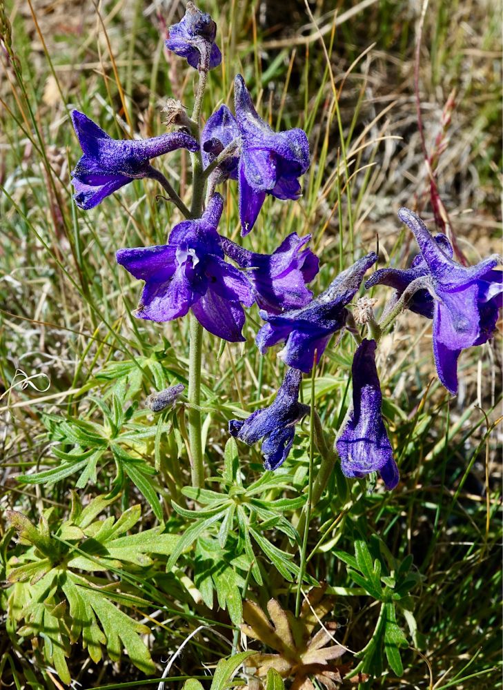 Purple-blue larkspur blooming close to the ground 