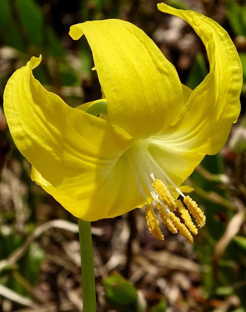 Bright yellow lily with exserted anthers 