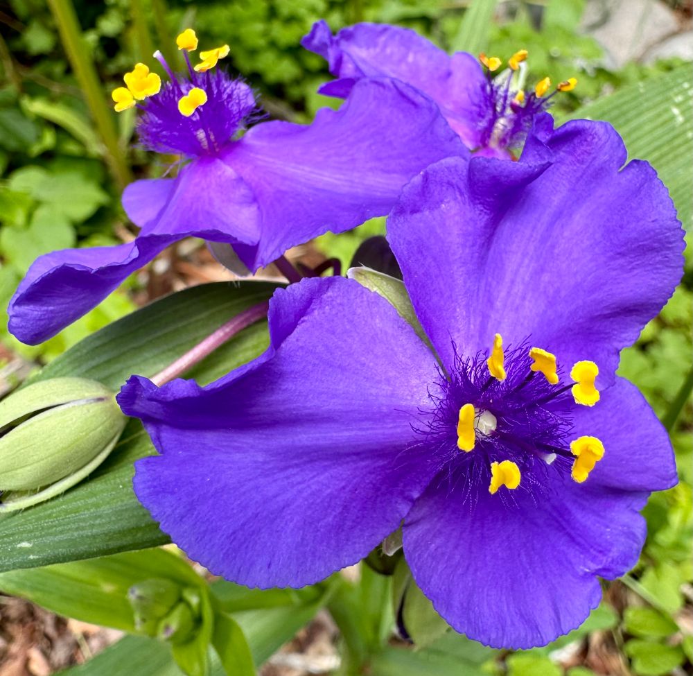 Purple-blue flowers with yellow anthers and frilly filaments in their centers 