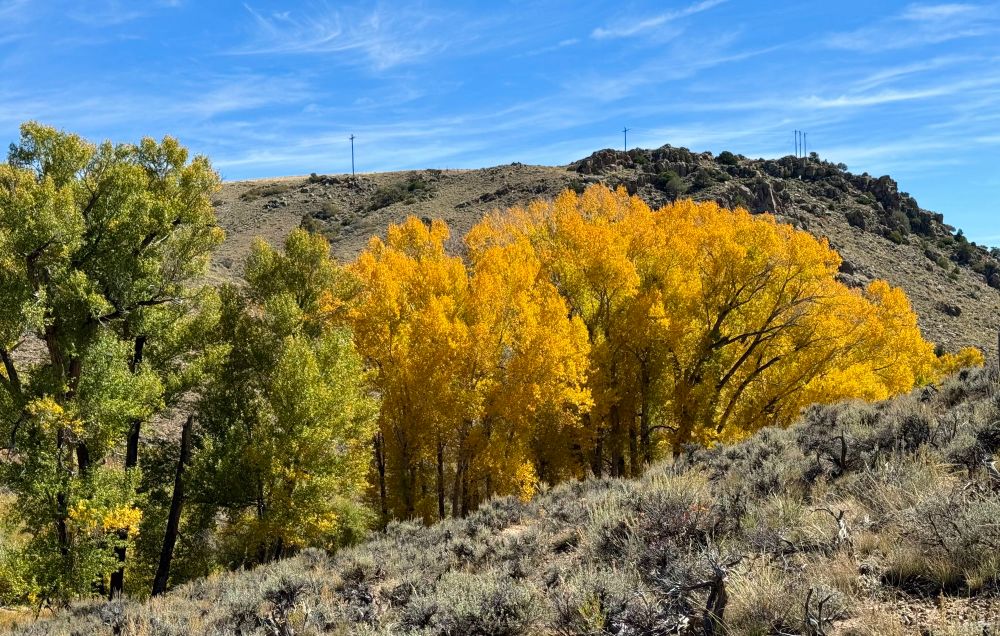 Green and yellow leaves in a small canyon 