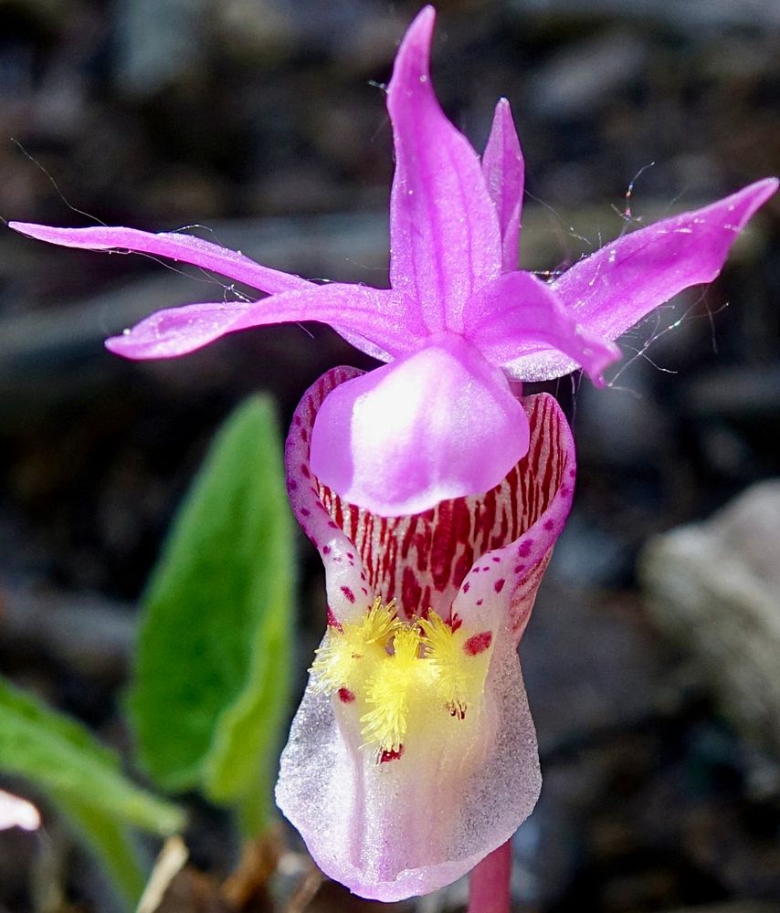 Pink and purple orchid with large white lip and yellow beard