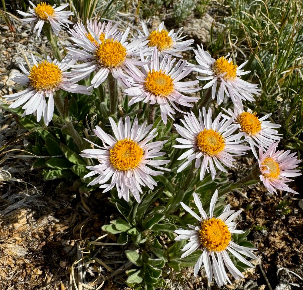 Clump of many white asters growing low to the ground in the alpine 