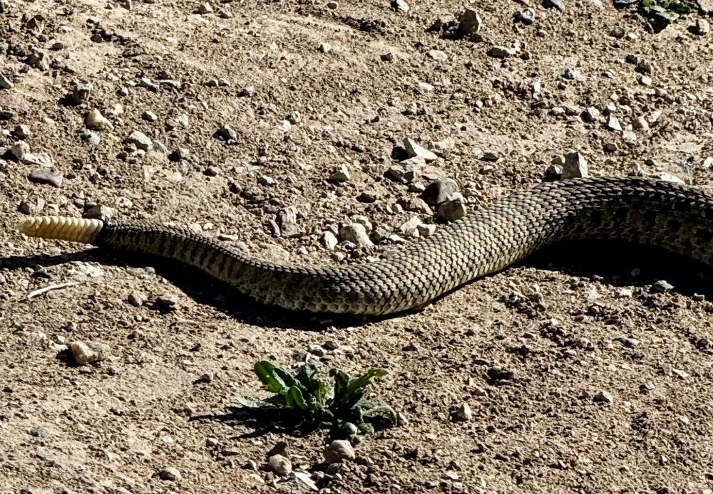 Tail-end of a rattlesnake, I counted eleven segments 