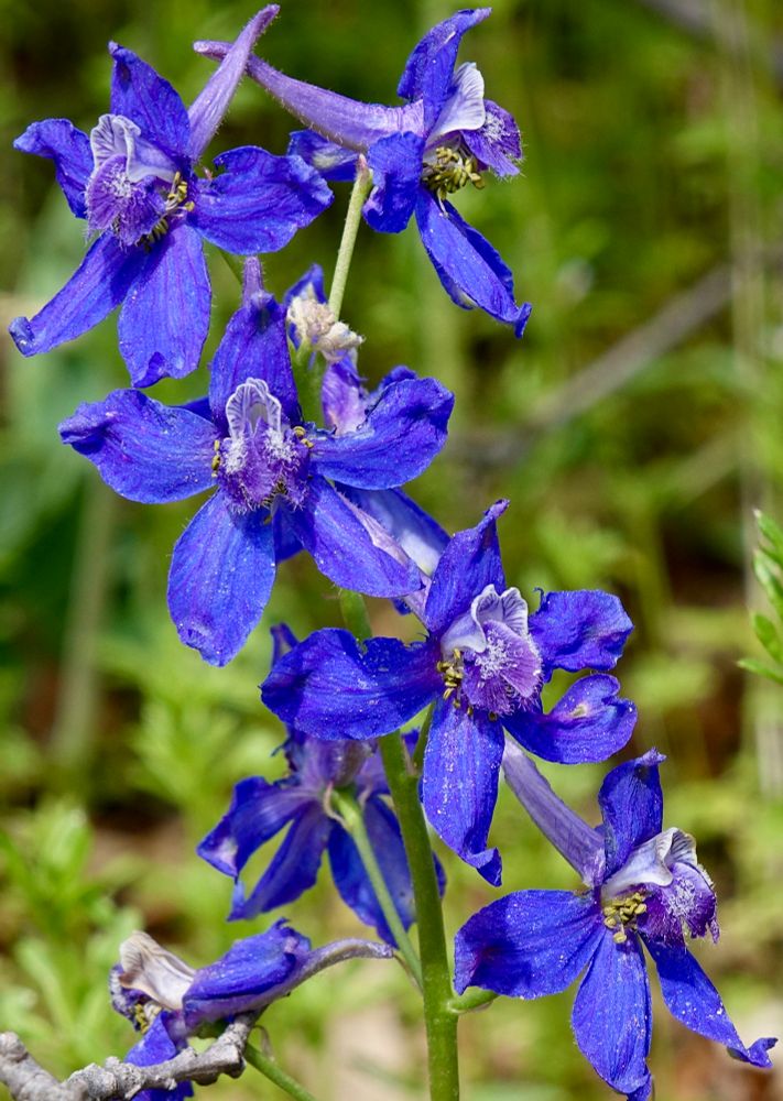 Bright blue five-lobed flowers