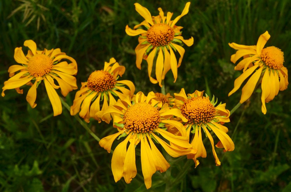 Yellow sunflowers with droopy looking ray florets 