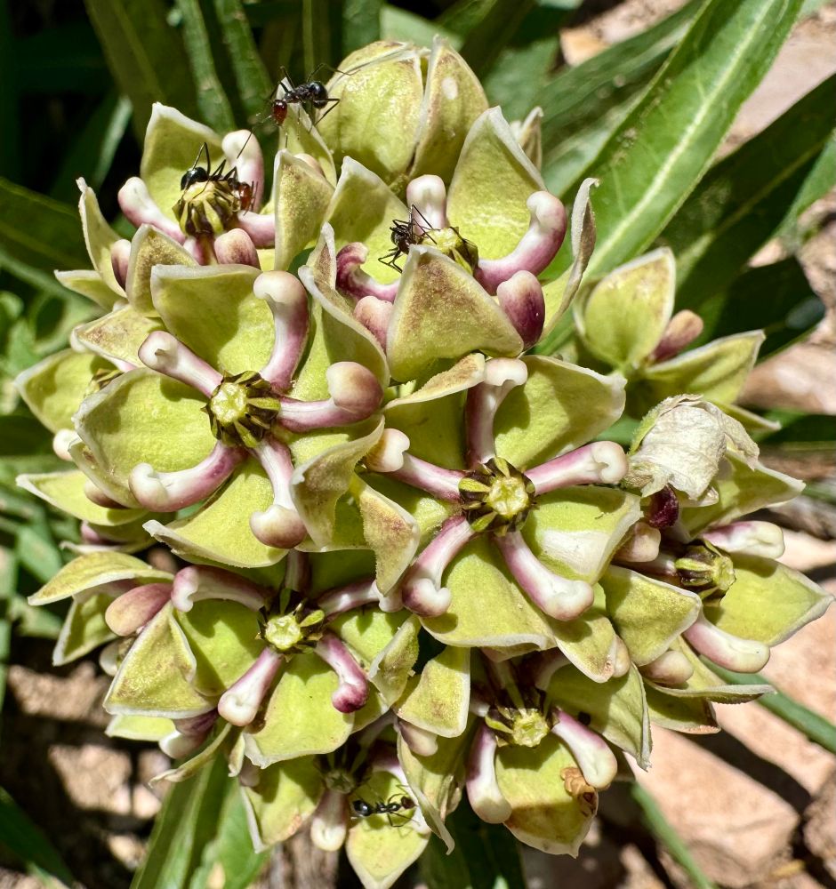 Five lobed green and purple flowers with ant pollinators 