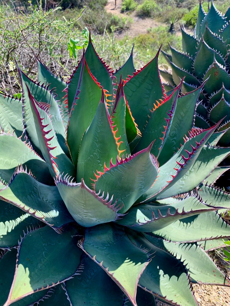 Very large succulent agave with orange and purple toothed leaves 