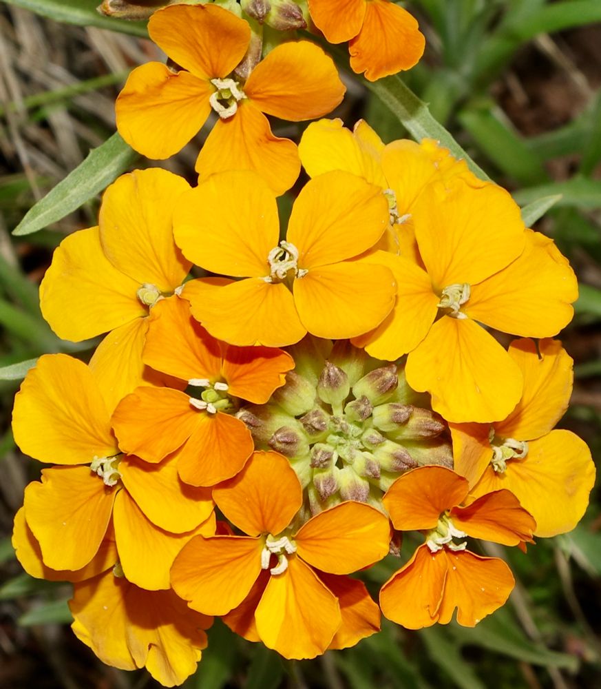 Orange four-petal flowers 