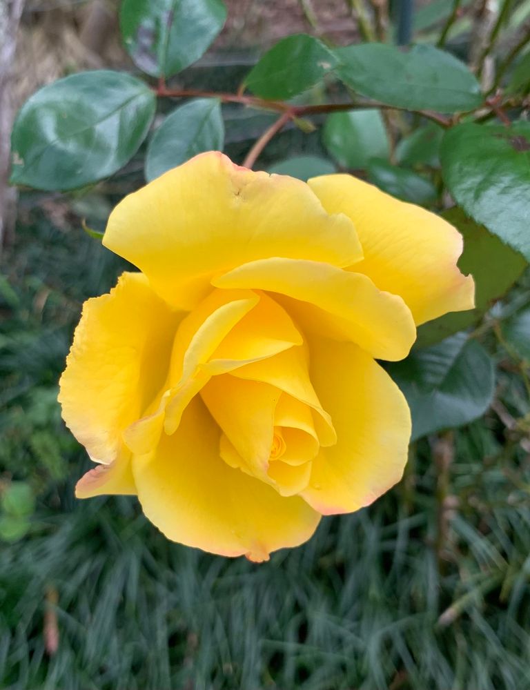A yellow rose slowly opening against a dark green background 