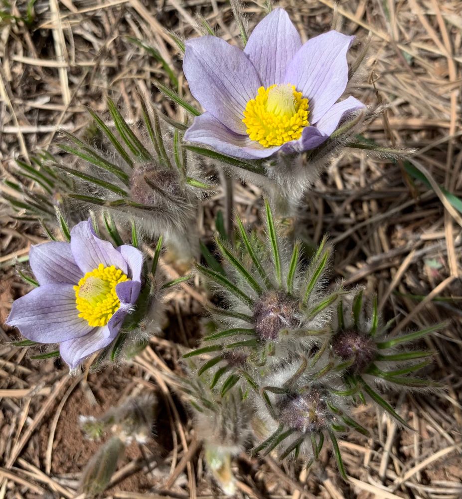 Lavender flowers with numerous yellow stamens 
