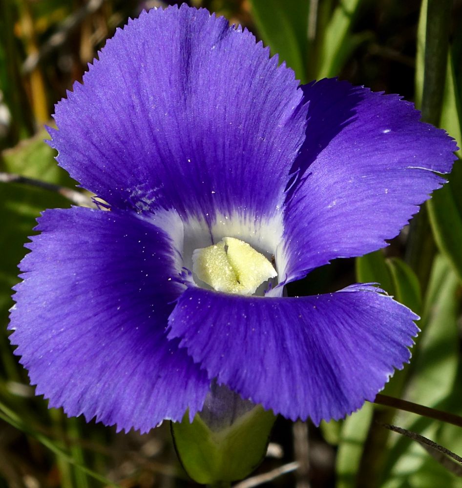 Blue four-lobed flower with fringed edges