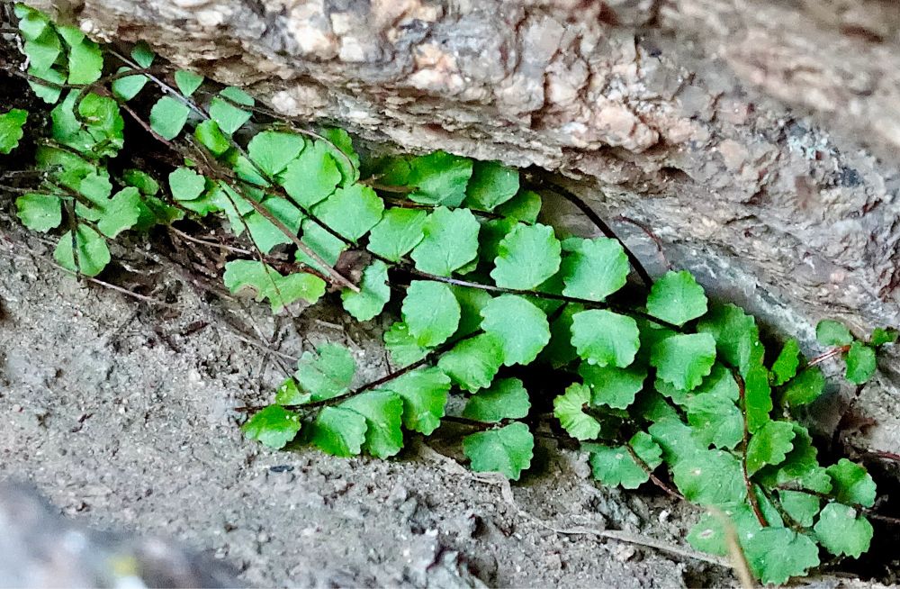 Green fronds with nearly black stems deep in a shaded crack in granite rock