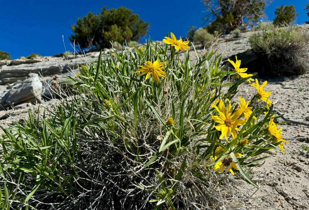 Yellow sunflowers clinging to a rocky cliff face