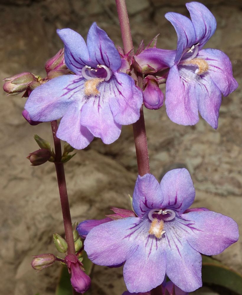 Purple and blue penstemon flowers with golden bearded staminodes