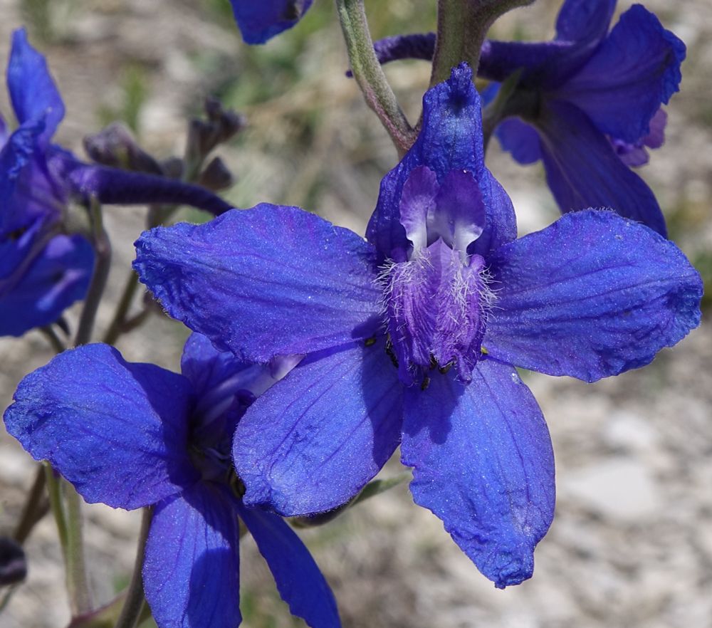 Blue five-lobed flowers with fancy bits in the center 