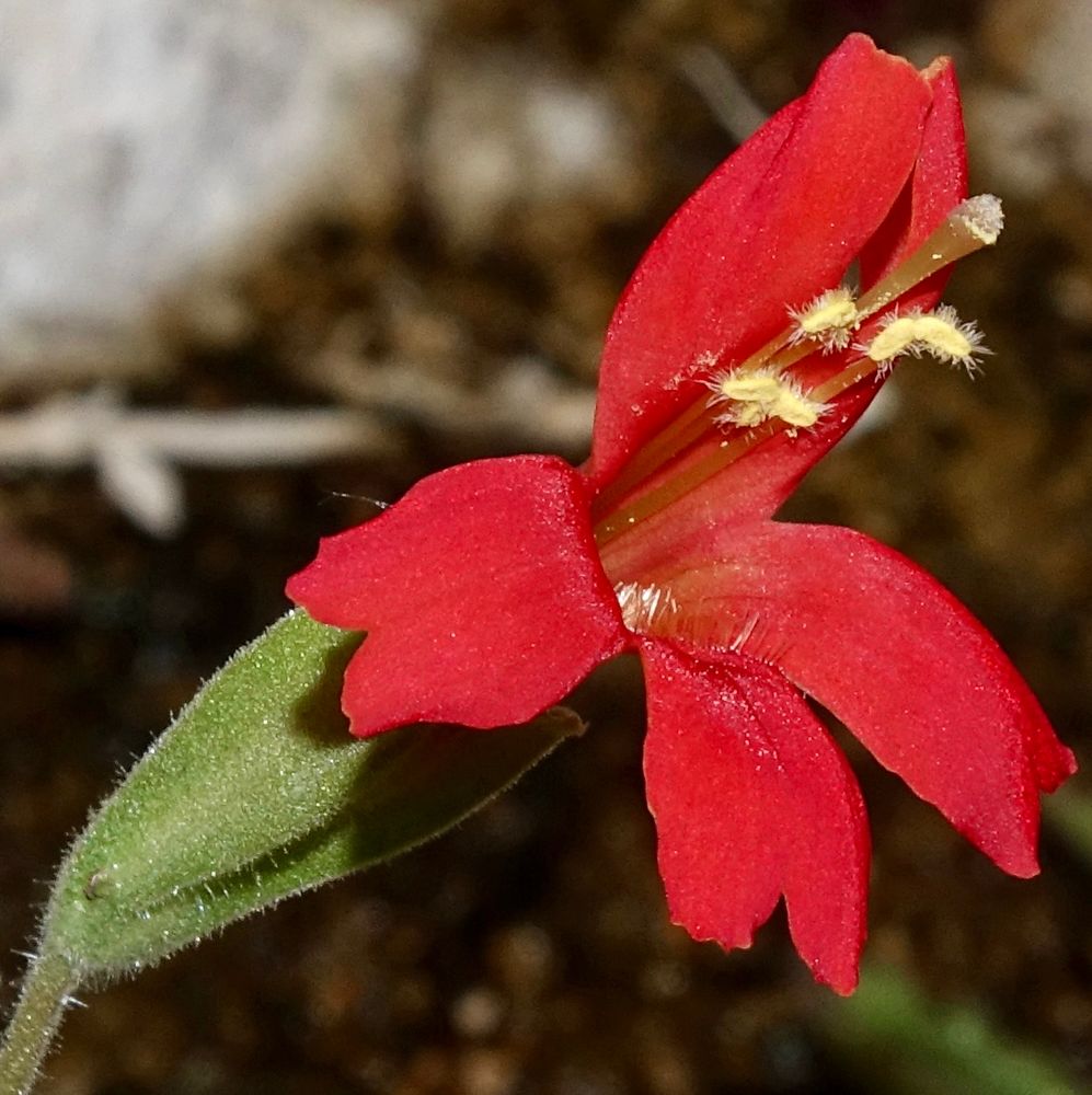 Bright red monkeyflower with four fuzzy cream colored anthers 