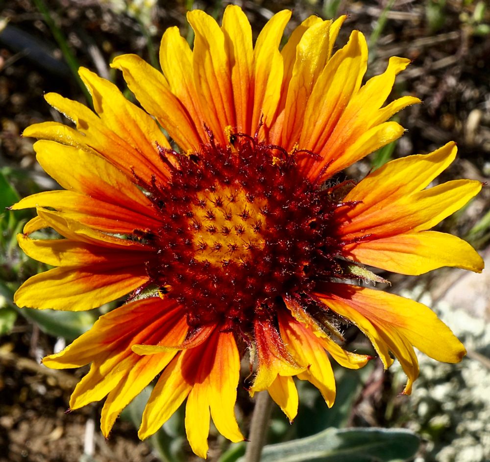 Yellow sunflower with orange and red center 