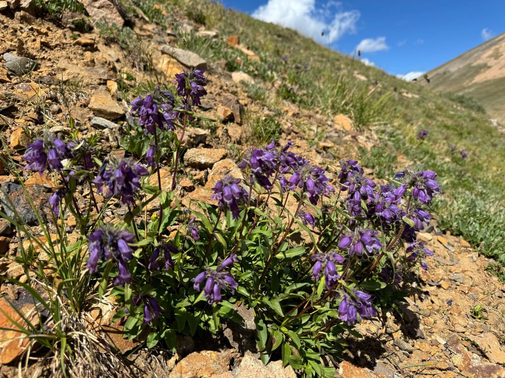 Purple penstemon flowers in a clump on an alpine mountainside 