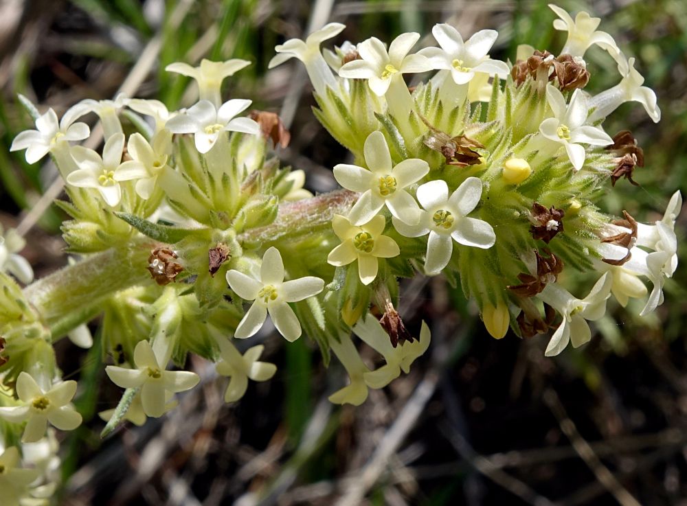 Spike of five lobed tubular white flowers 
