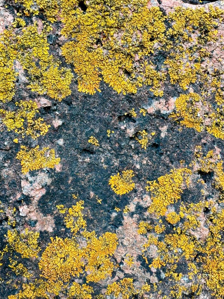 Yellow and black lichens on pinkish granite 